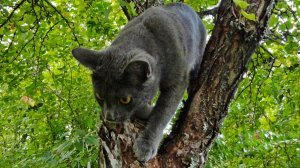 Беспокойный кот