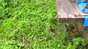 Лёт пчёл во второй половине дня