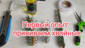 Первый опыт: прививаем хвойные