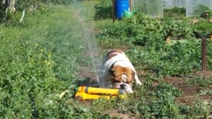 Английский бульдог