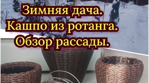 Как там мои нимфеи в пруду на даче?!!🤔 Рассада цветов подрастает и крепнет🪻🌱 😏