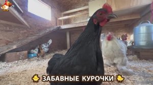 Забавные курочки несушки на сельском подворье 🤗😂😜 (110)