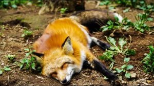 Грязная шкура