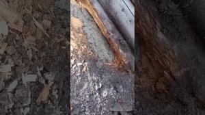 ремонт венцов