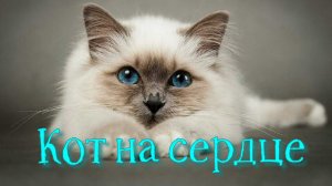Кот на сердце
