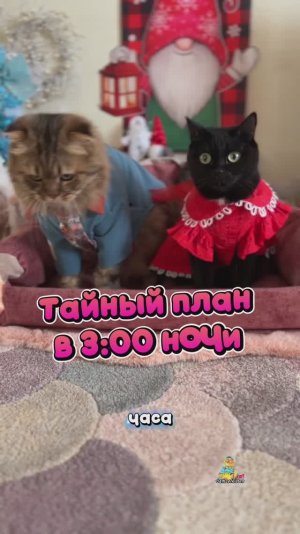 А во сколько у ваших котиков начинается тыгыдык?😸 #котики #юмор