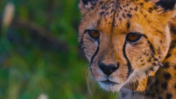 МУЗЫКА ДЛЯ ДУШИ: РАССЛАБЛЕНИЕ ПЕРЕД СНОМ