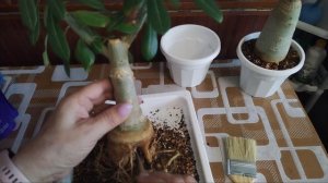 Адениумы, пересадочка 💞 Тестирую микрофон 🤦