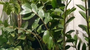 Русское Слово...