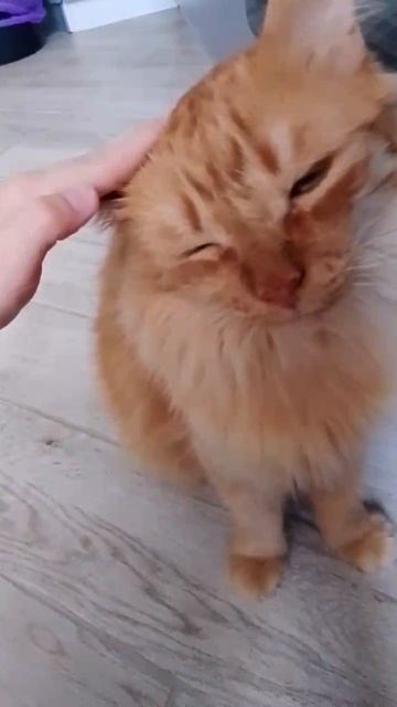 REALY RUSSIAN CAT смотреть онлайн