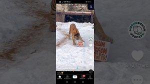 SVID_20260215_094641_1.mp4