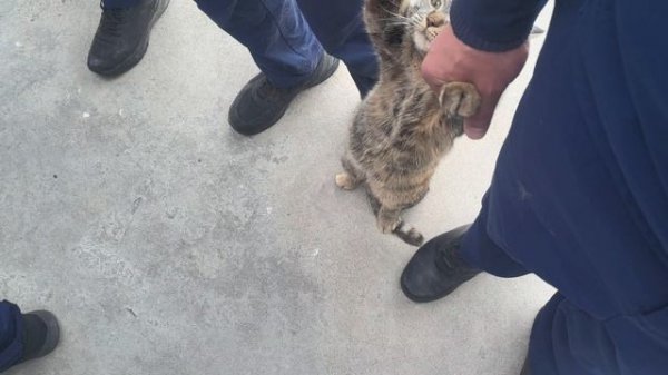 Зубилки - Котик тоже встрою_original