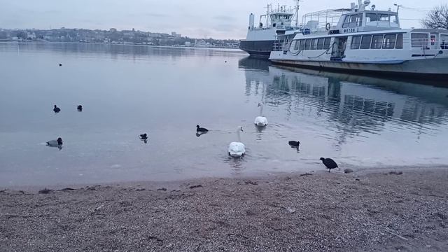 Дикие утки и лебеди смотреть онлайн