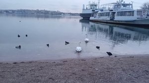 Дикие утки и лебеди