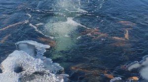 Кормление форели зимой 14.02. 26.