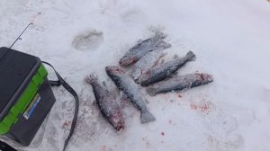 VID_20260215_233914_795