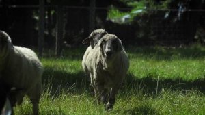 Heidis Erben - Das kleine Küken piept