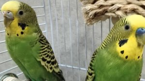 Трансляция на 102 подписчика