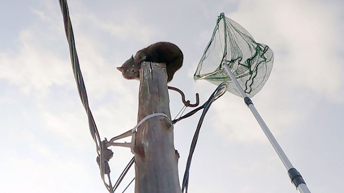 Техничный Барсик