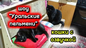 КОШКИ С ОЗВУЧКОЙ. Шоу УРАЛЬСКИЕ ПЕЛЬМЕНИ