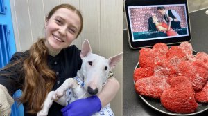 ЗАЩИТА диссертации l 14 февраля l рабочие будни в ветеринарной клинике