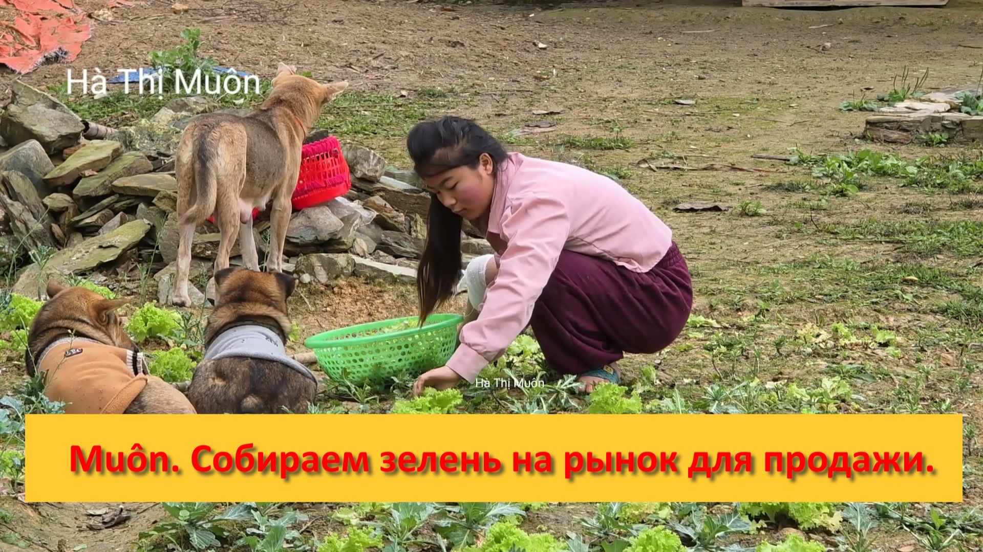 Muôn и друзья из Вьетнама. Собираем зелень на рынок для продажи. смотреть онлайн