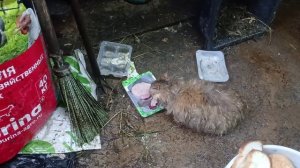 Немного животных и наши покупки