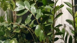 Жимолость - ягода кислая...