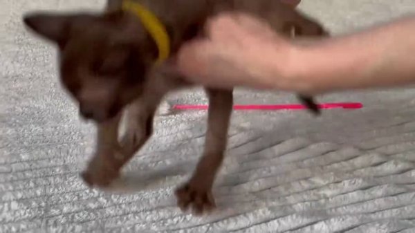 Котята питомника кошек  АНГАРА СИДЖИ