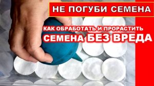 Как не погубить семена замочить, прорастить! Протравить семена перед посадкой без глупостей