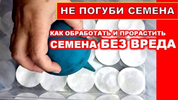Как не погубить семена замочить, прорастить! Протравить семена перед посадкой без глупостей