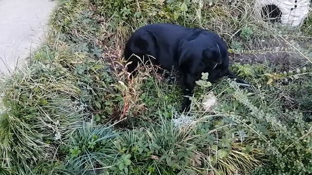 Машуля. Архивное видео смотреть онлайн