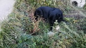 Машуля. Архивное видео