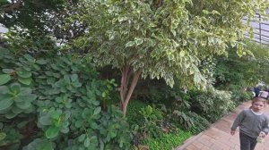 Поездка в Ботанический Сад. Фестиваль первоцветов.(Город Волжский)