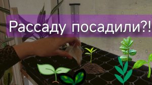 Февральская рассада и домашний чизкейк: мои методы и рецепт