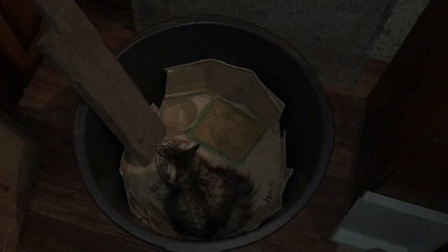 Результаты месяца по воспитанию кошки. 14 февраля 2026.