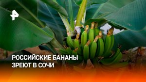 В Сочи созревает первый крупный урожай бананов