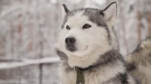 Настя и её пушистые друзья: приключение в Хаски‑лэнде