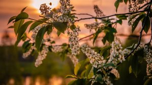 Цветки черёмухи Юрий Старцев.