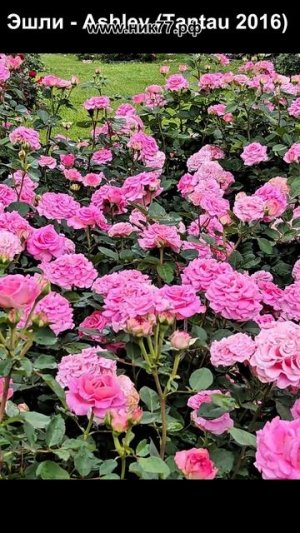 РОЗА ЭШЛИ (Tantau 2016)