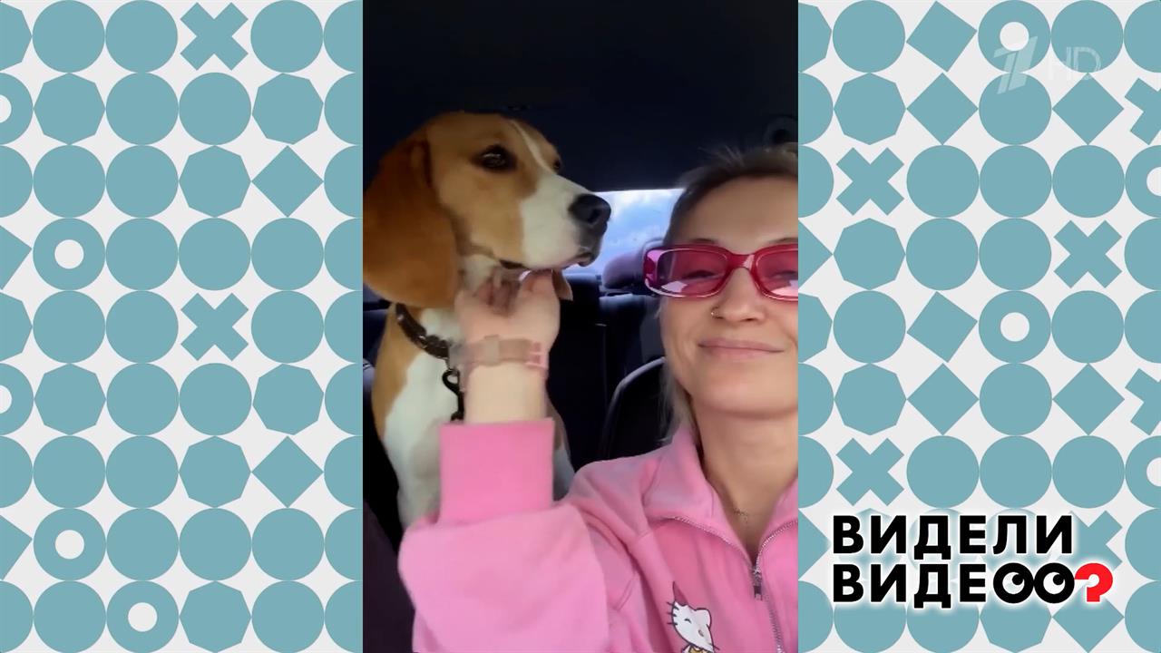 Зоотакси. Видели видео? Фрагмент выпуска от 15.02.2026 смотреть онлайн