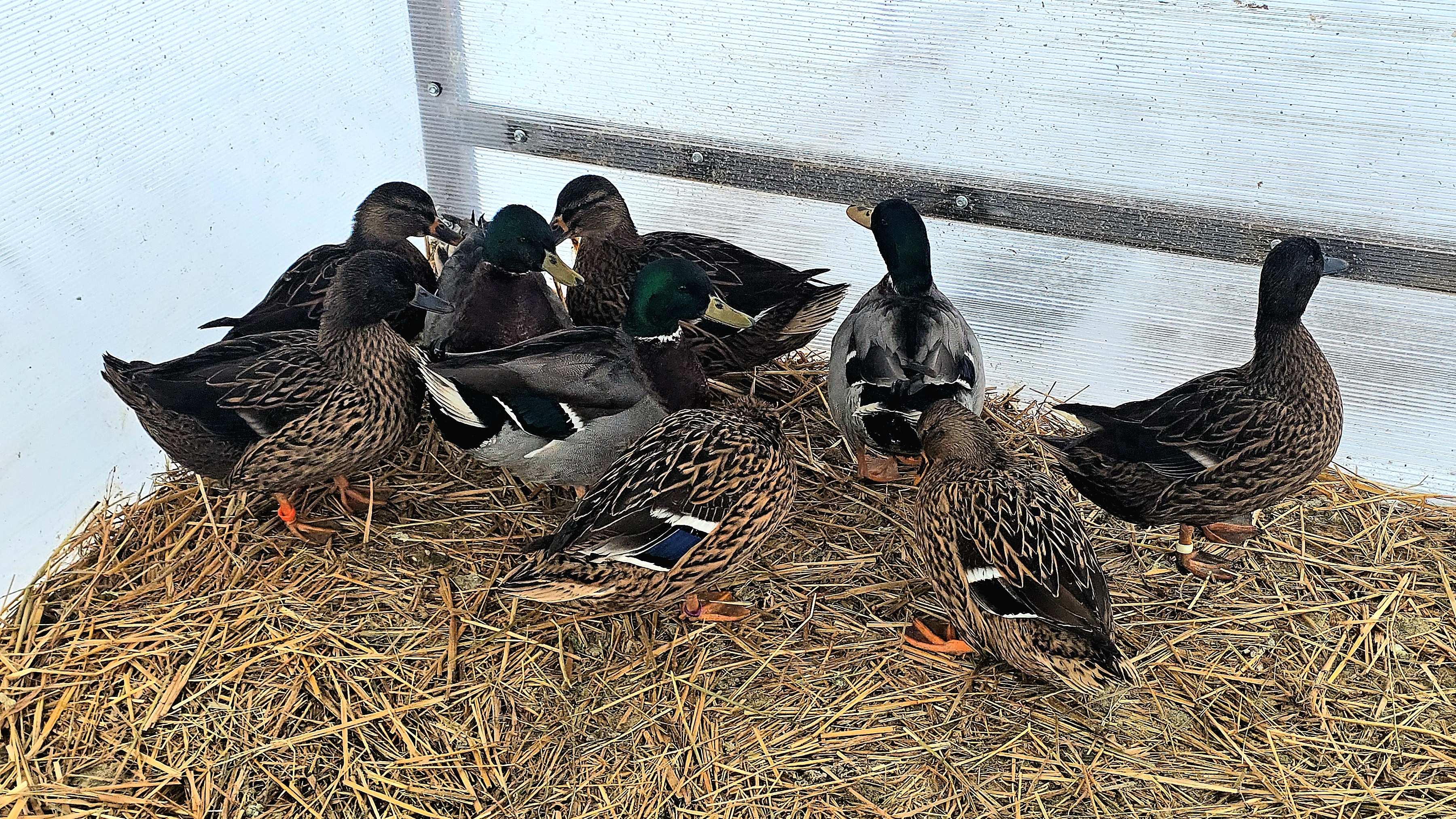 Подсадные и лайки смотреть онлайн