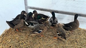 Подсадные и лайки