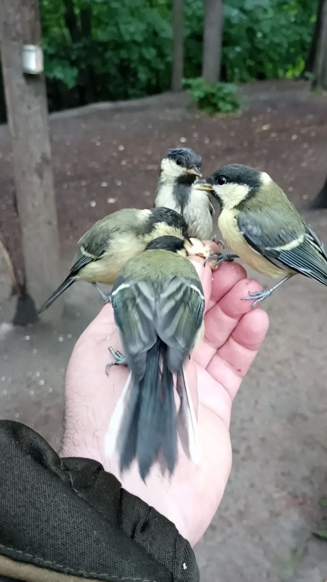 Молодые синицы. Июнь 2023 смотреть онлайн