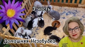 3 часть. БРЫЛЬЯ и костюм СТЮАРДЕССЫ❗️