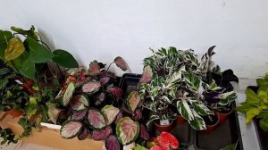 обзор поступления комнатных растений от 30.01.2026г.