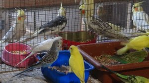 Щеглы. Голуби. Попугаи.