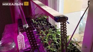 Что стало с рассадой?🪴#дачныехлопоты