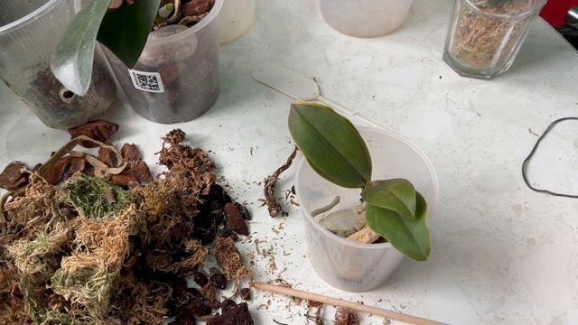 Посадить орхидеи для наращивания Корней! смотреть онлайн