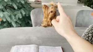 злой пёс 3серия злой пёс вернулся в школу на 1 день